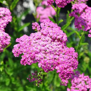 Achillea millefolium 'Lilac Beauty' ---